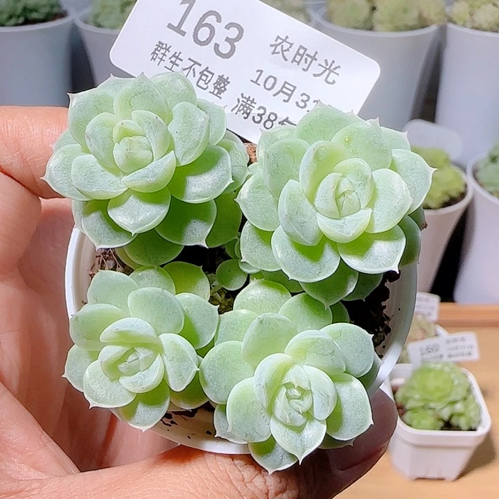 1031-163fm-9-1麦杆