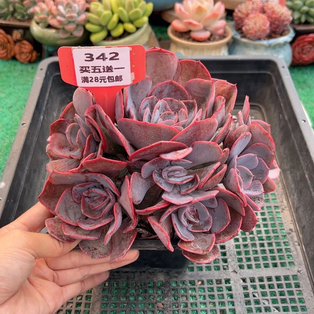 表妹精品多肉植物342.
