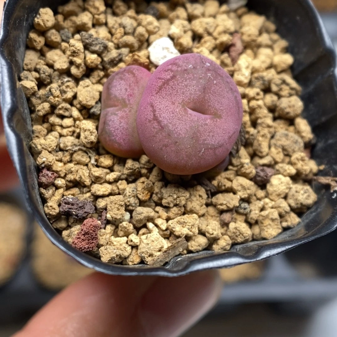 多肉植物肉锥杂交K-5060