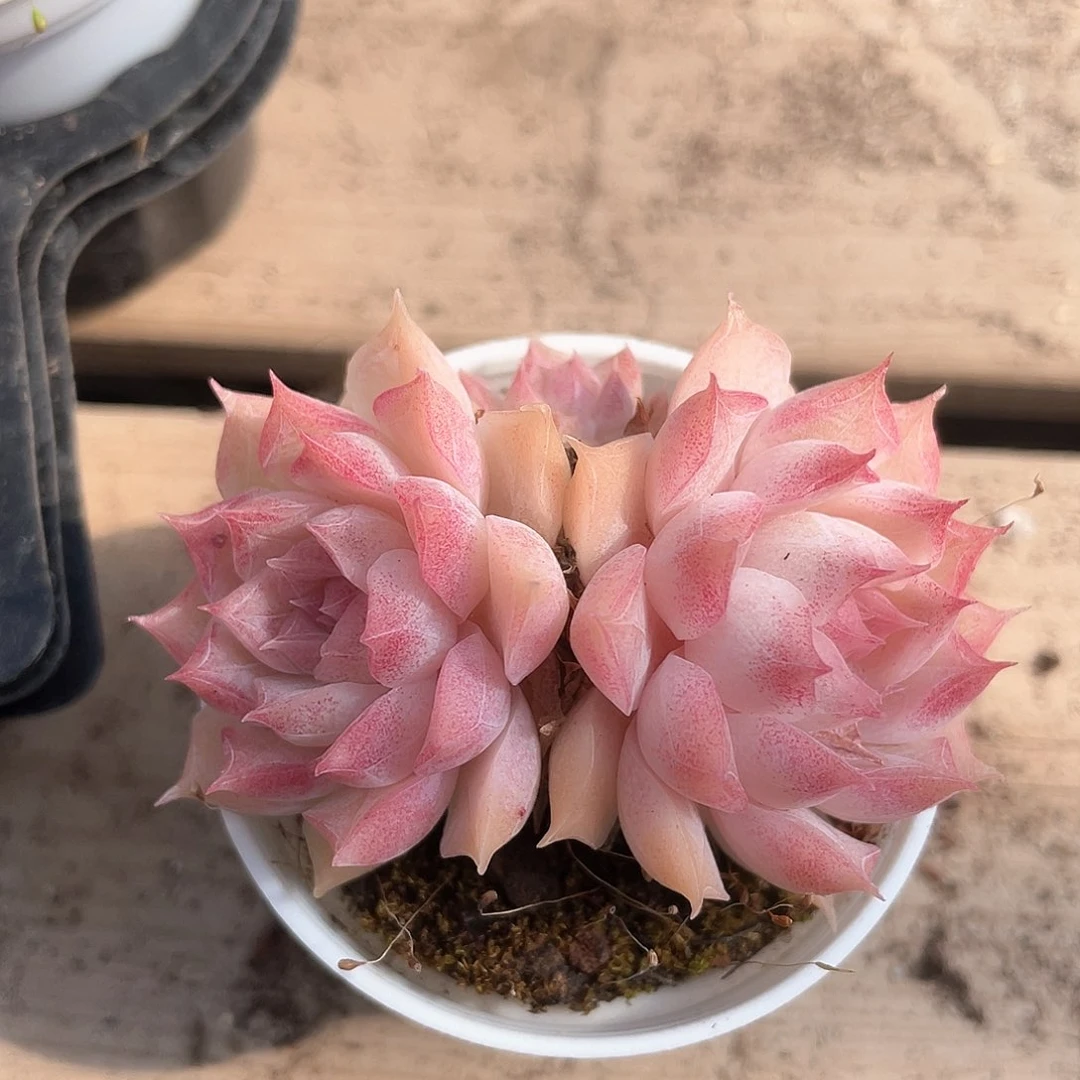 优选女王福利006