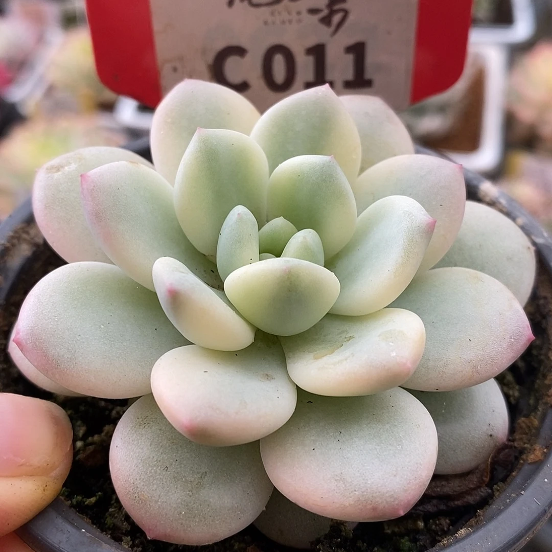 011新香水哈哈哈哈哈