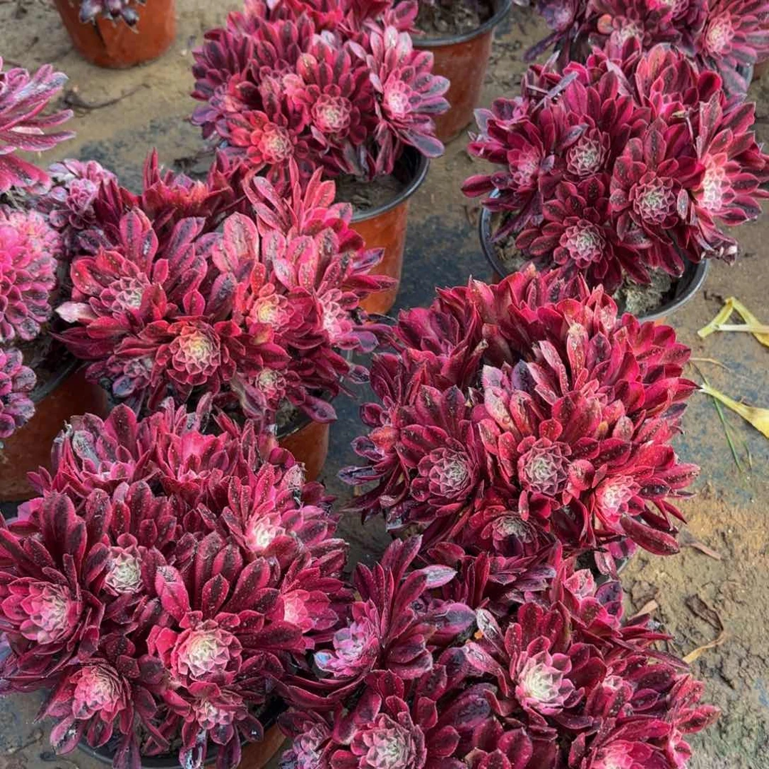 黑铜白绣球9.9多肉植物