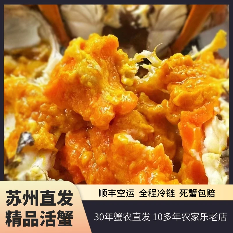 活蟹现货 乔岛主大闸蟹 3两母蟹5只送1只