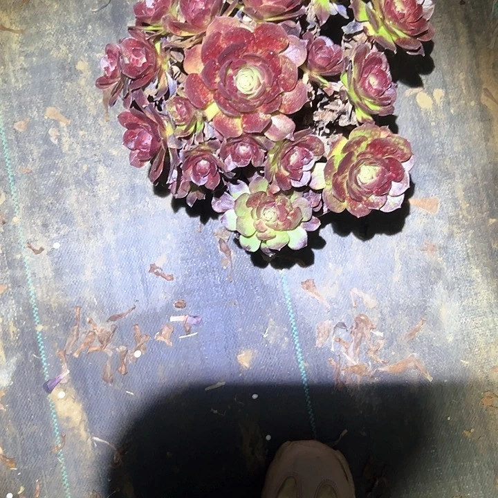 法师植物一物一拍24