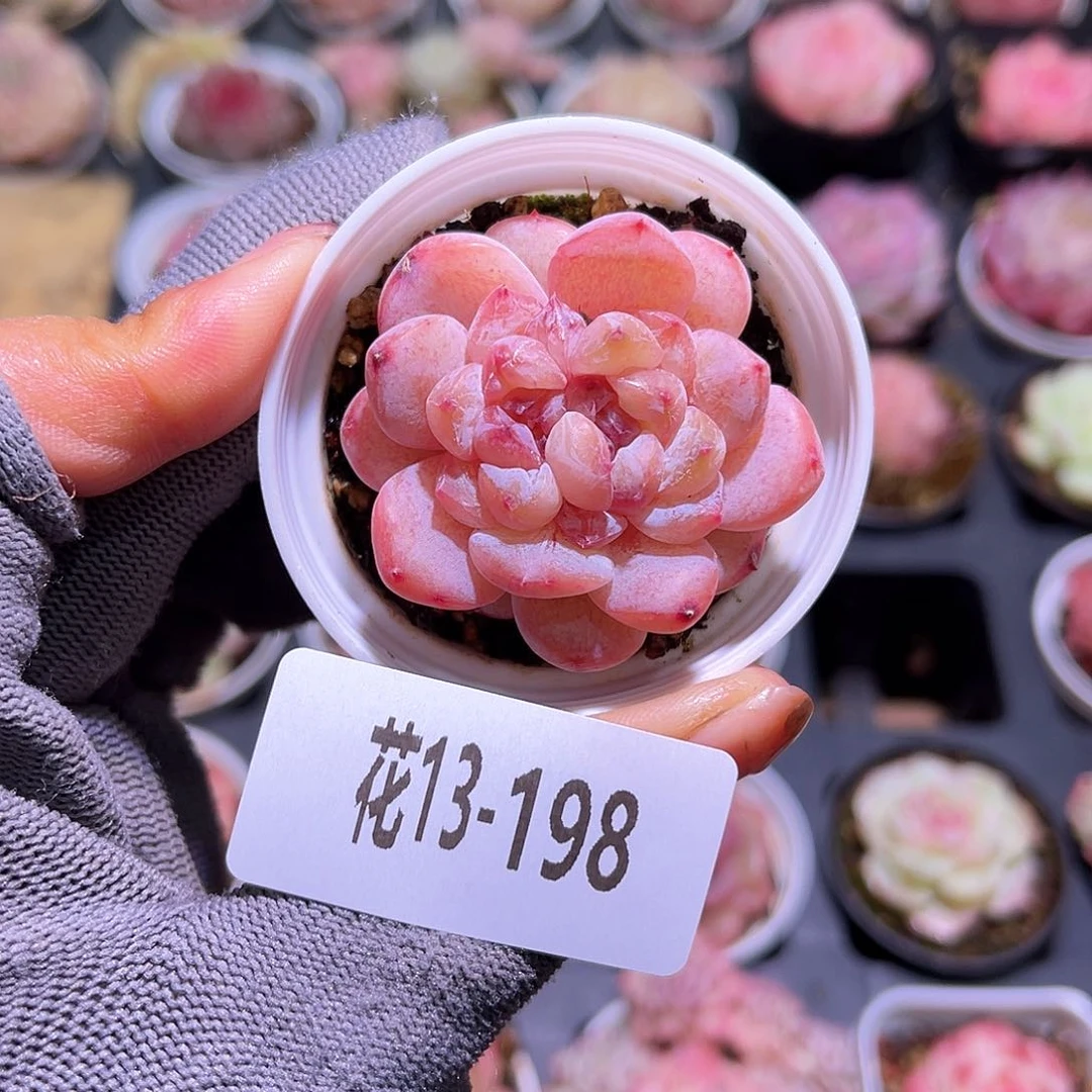 花13-198果汁单头