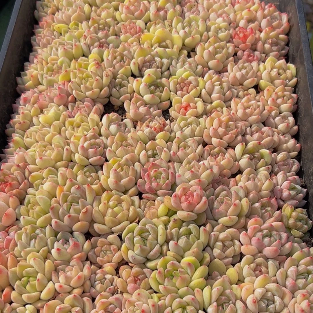 733多肉葡萄的价格是