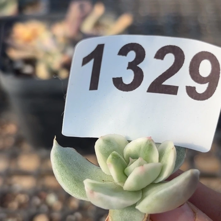 头盖锦多肉植物满18包邮当场凑单不满单隔天发顺丰到付