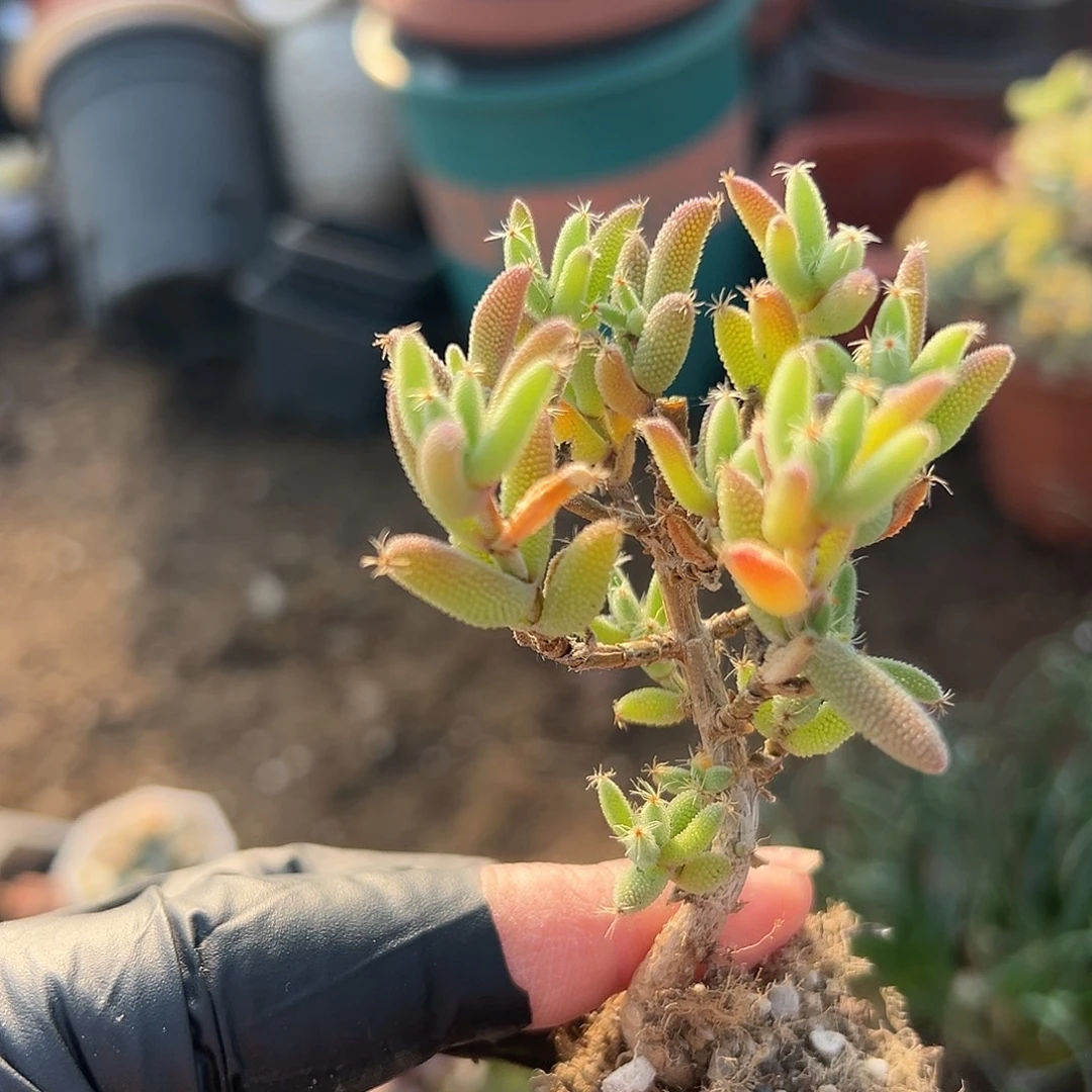 多肉植物玉米枝干