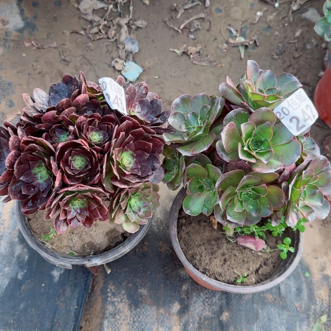 多肉243+242满20包邮断枝不包