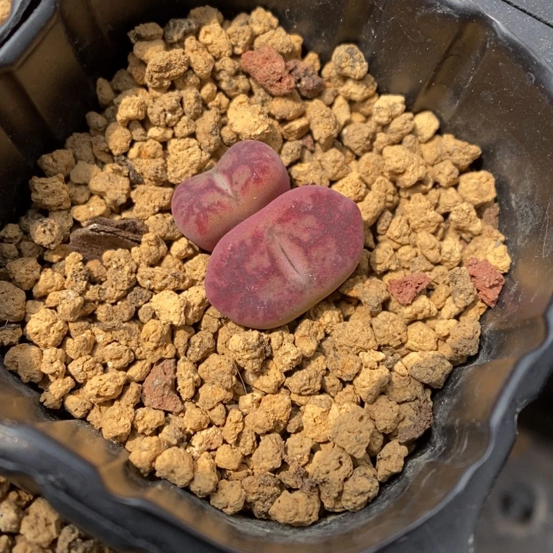 多肉植物肉锥杂交K-3553