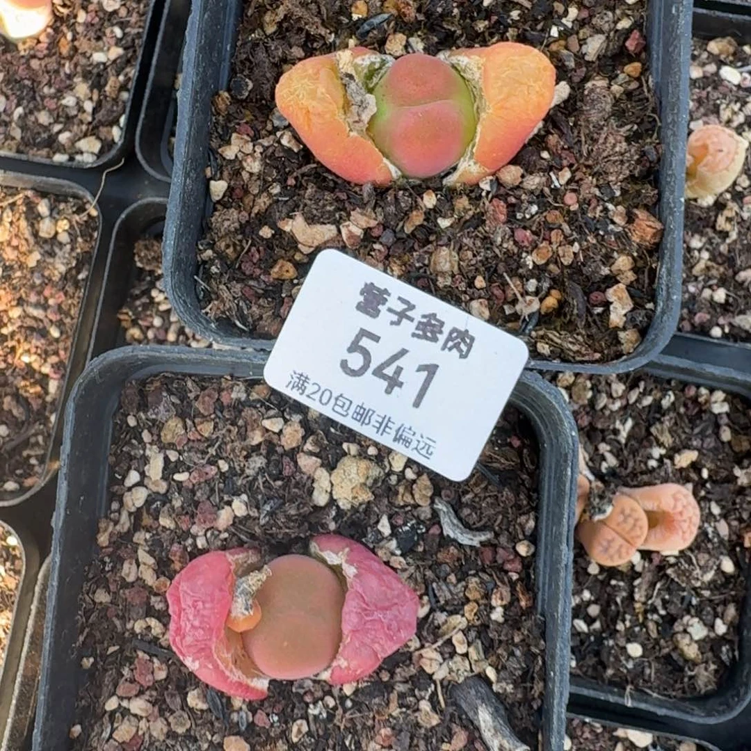 541两颗带盆发货585 000