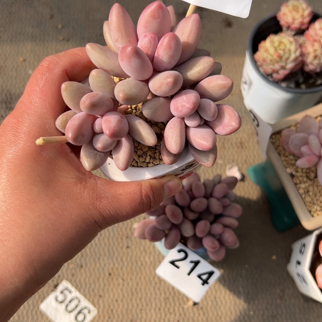 往**生208 多肉植物组合盆栽