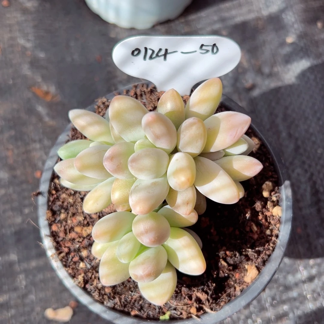 零***力0124-50白兰地