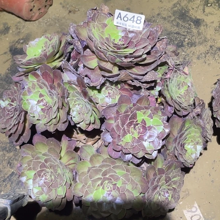 多肉植物法师648花月夜