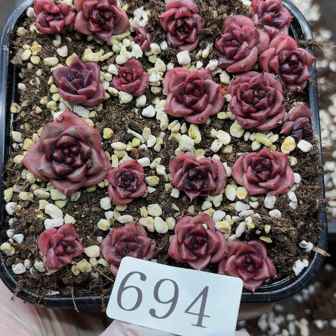 多肉植物多肉植物694