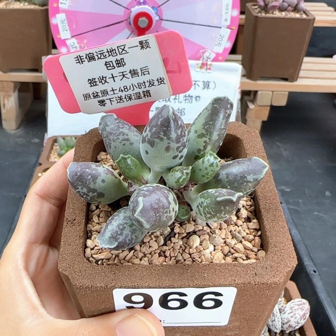 966紫肌海报二代多肉