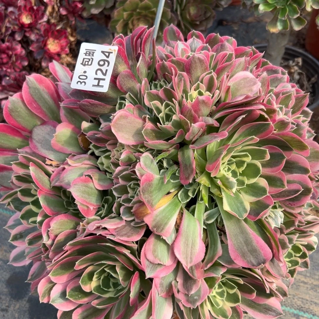 294白凤多肉法师