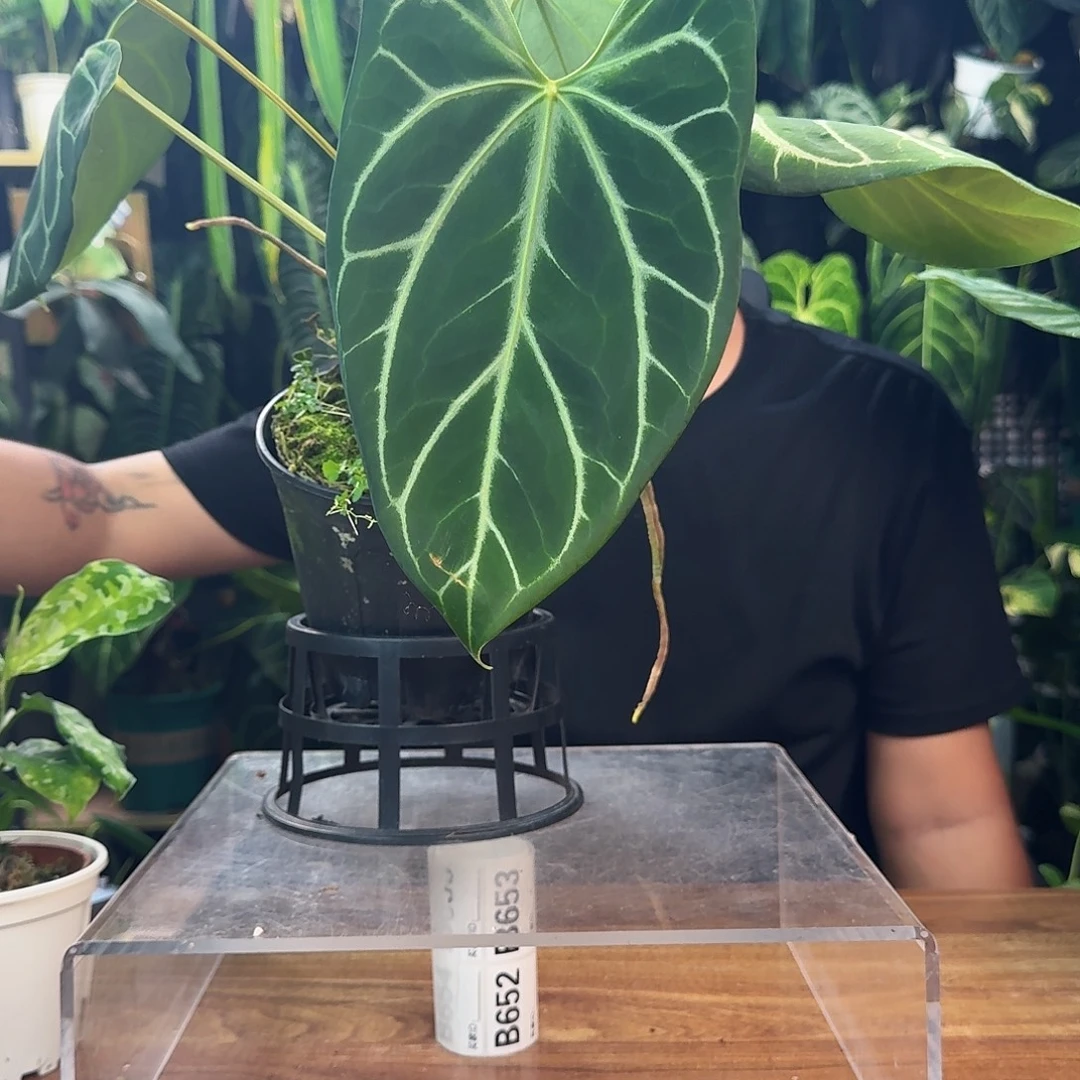 青***酒无花朵一物一拍B651