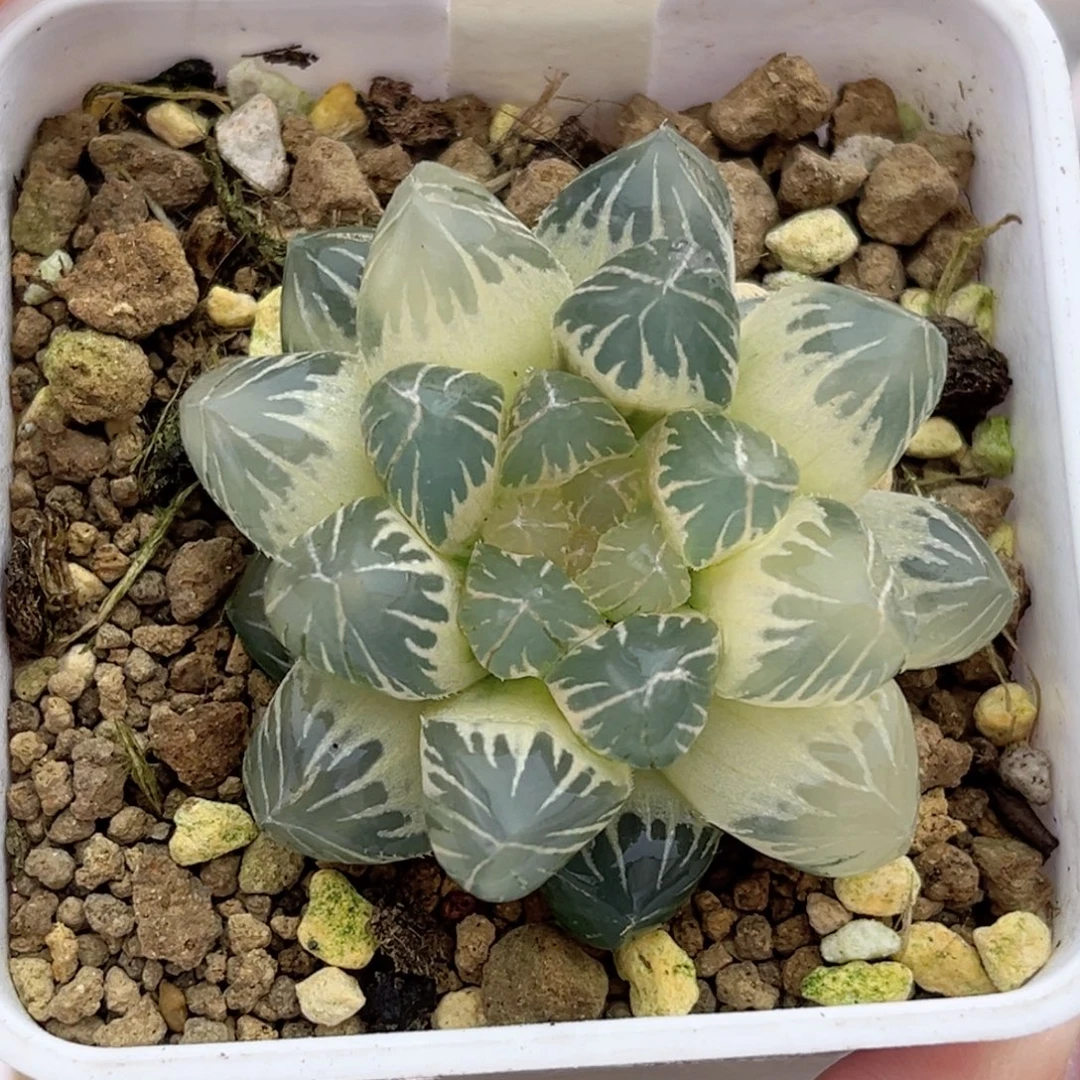 690糊斑龙爪玉露锦福利专场