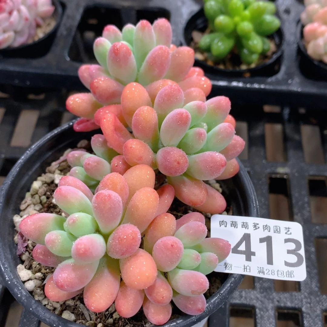 肉萌萌拇指盆精控多肉ZG413