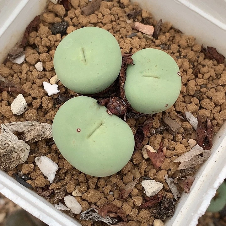 精品多肉植物精品多肉