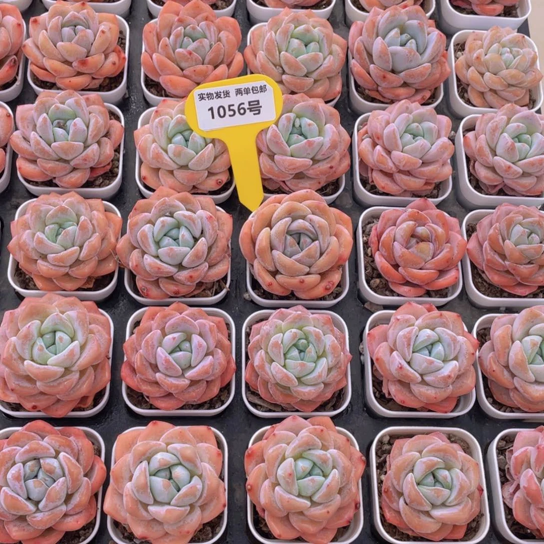 1056号 奶油粉透大白兔单头2个