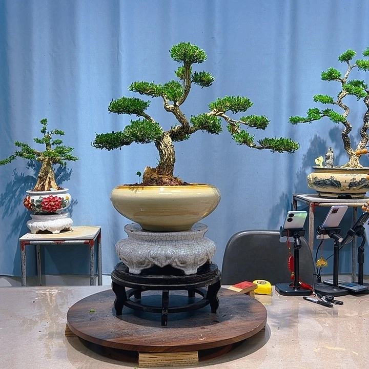 无花朵广东皱皮雀舌黄杨