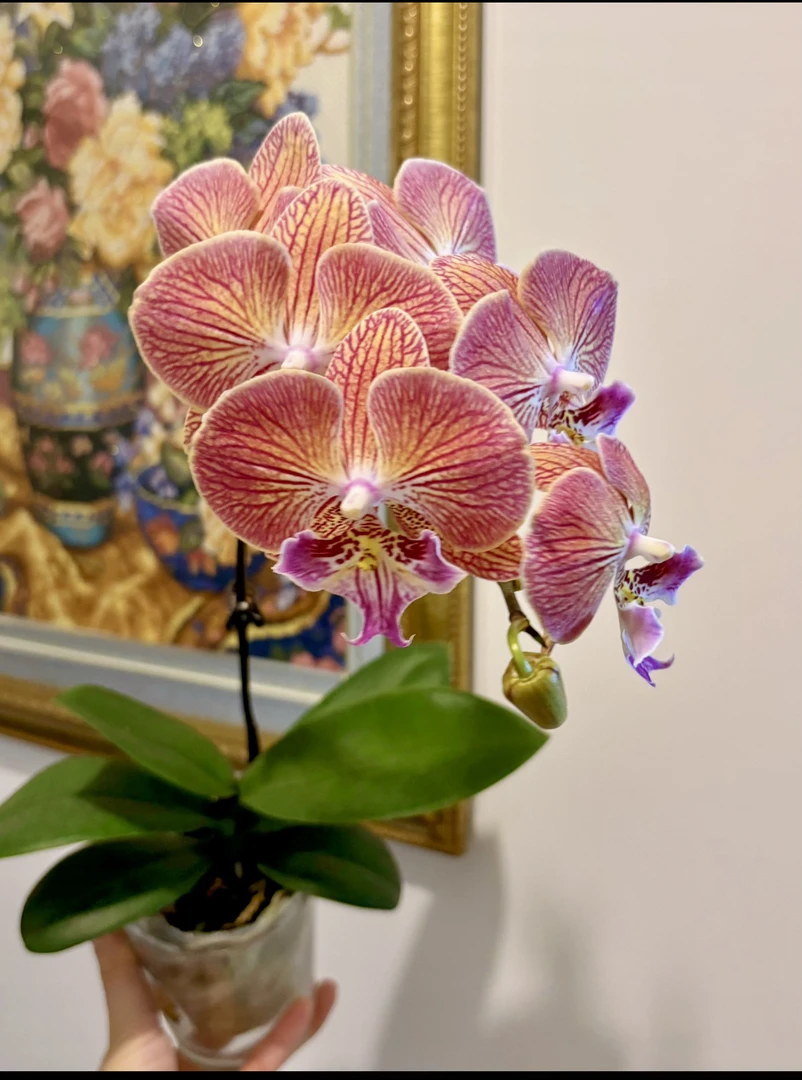 橙色线条大舌头【金缕衣】蝴蝶兰带花发货室内盆栽