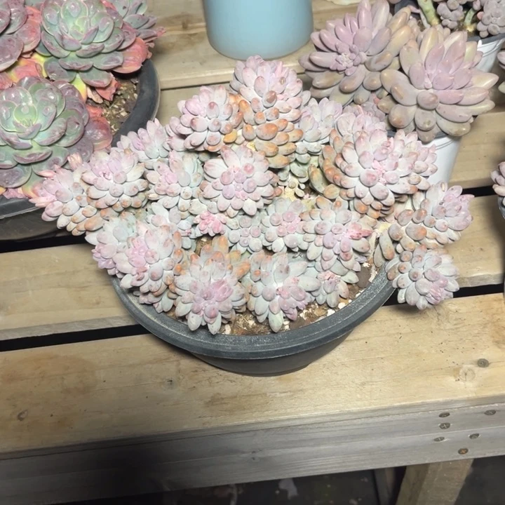 婴儿手指多肉植物611