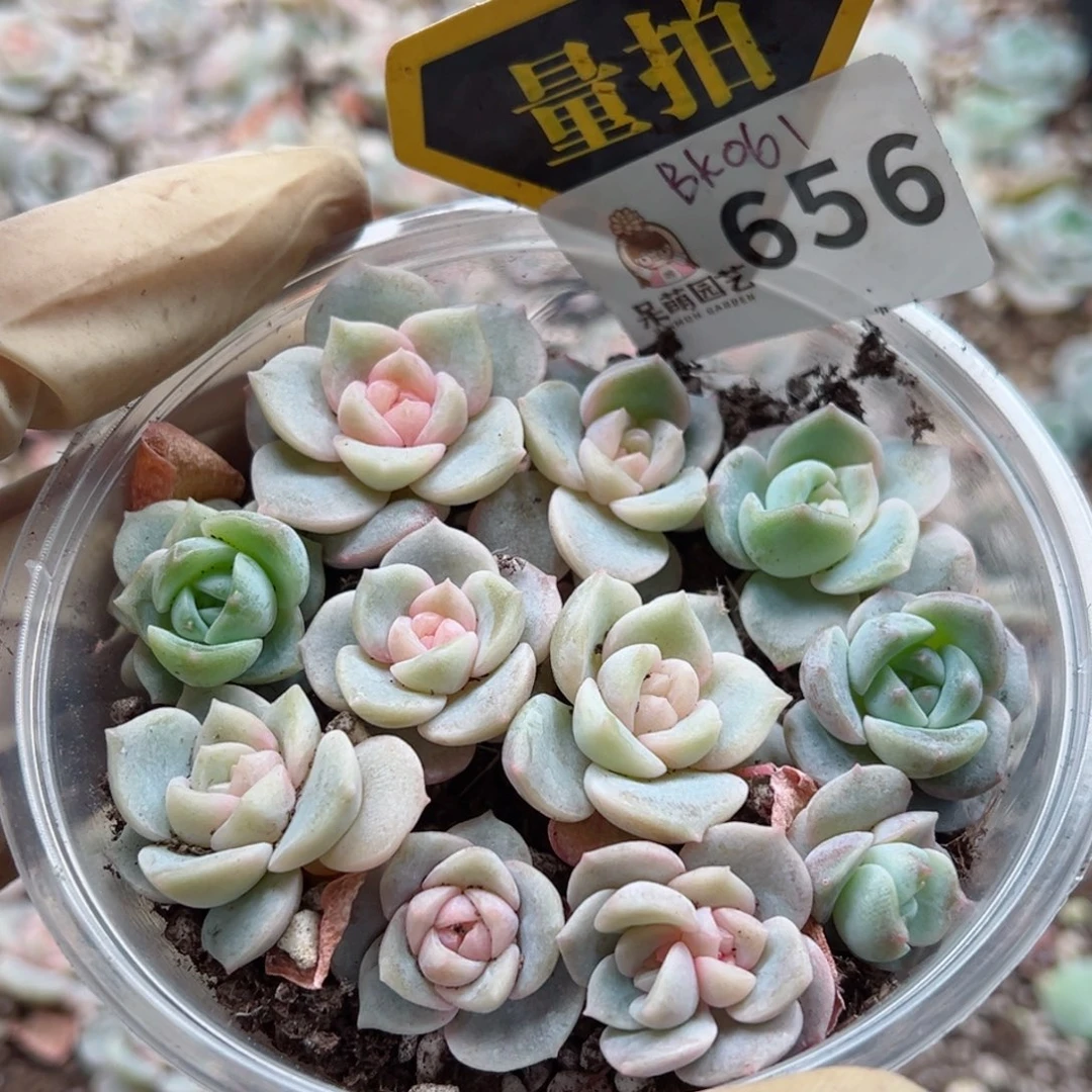 多肉植物多肉植物