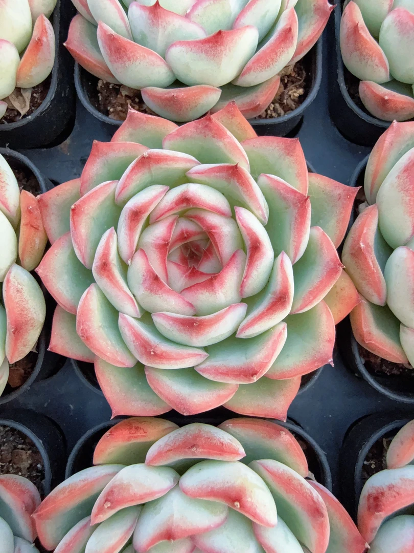 70#普罗旺斯单头（4-7cm）脱土