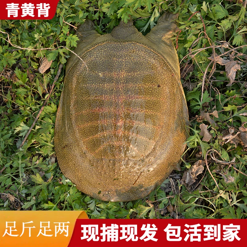 240 只发黄甲鱼 3只装 重5-6斤  顺丰包邮包活