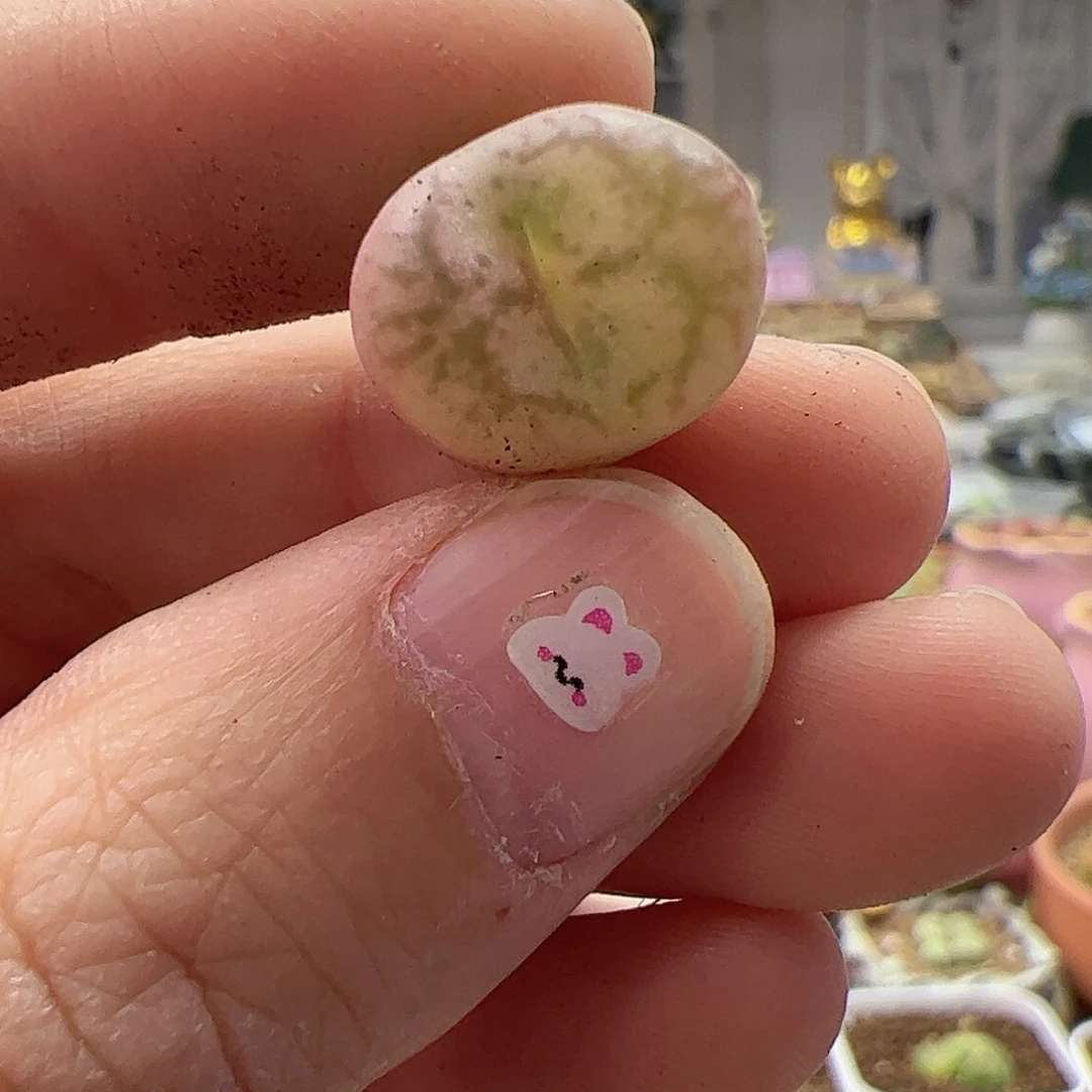 【闪购商品】304 锦变