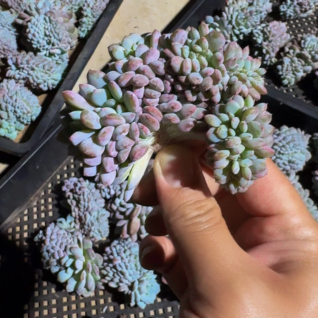 星星橙缀化 一物一拍