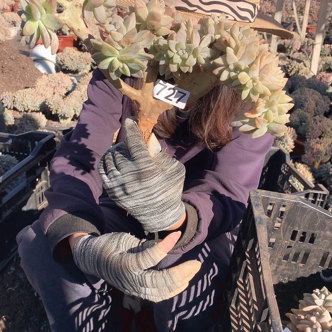 727 淡雪缀 一物一拍