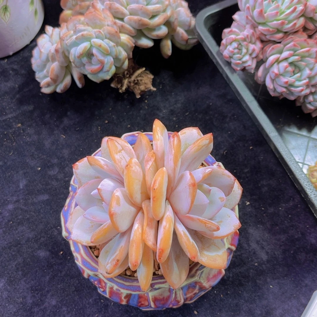 完全开放奶茶老桩