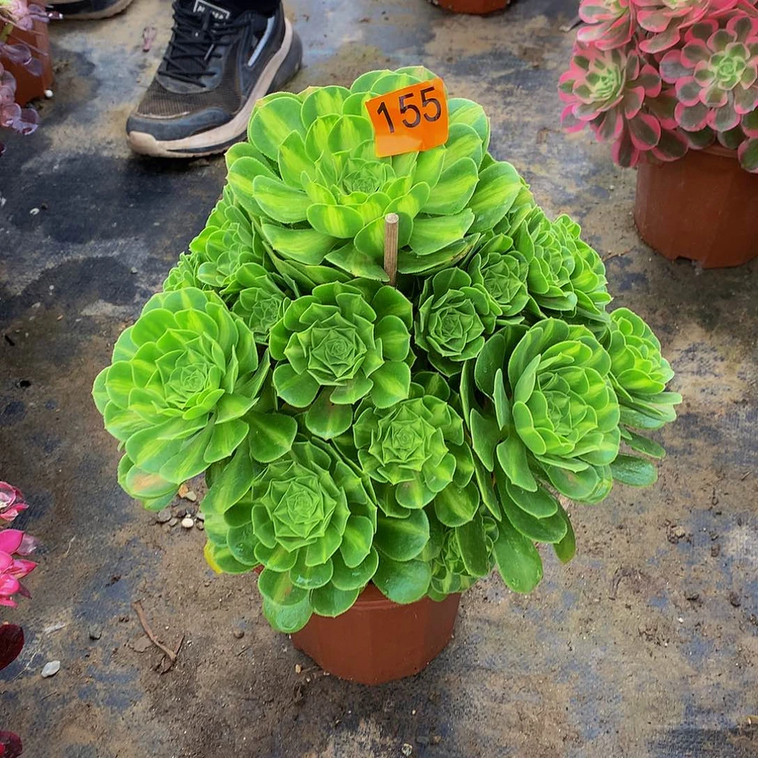 等*155翡翠琉璃多肉8888888