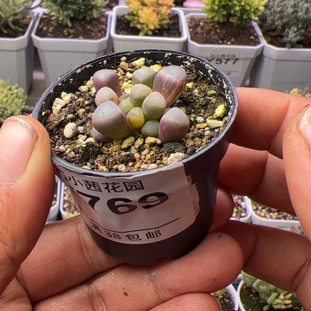 多肉植物五十铃玉锦