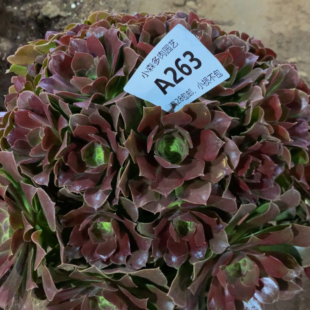 【闪购商品】骑****吧263玫瑰多肉