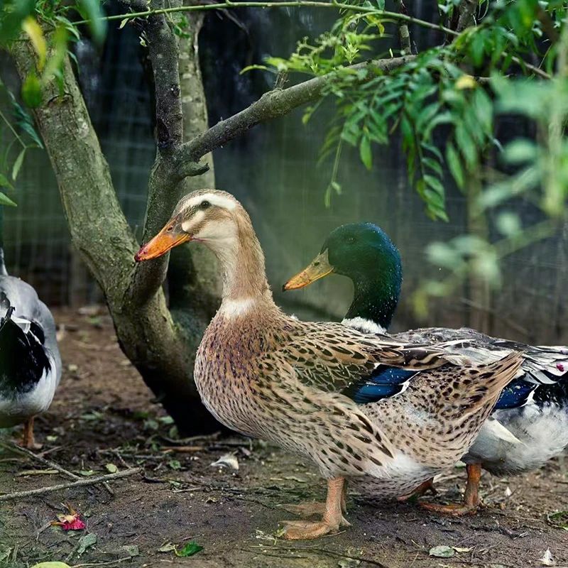 【老麻鸭】农家散养炖汤红烧老麻鸭