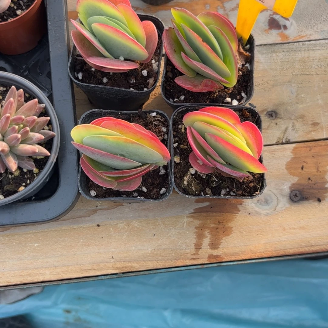 江*军多肉植物111111