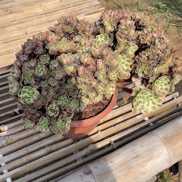 法师老桩缀化粉女巫