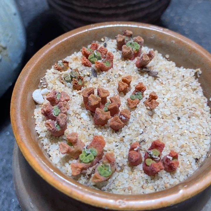 3头火柴头一颗买2送1