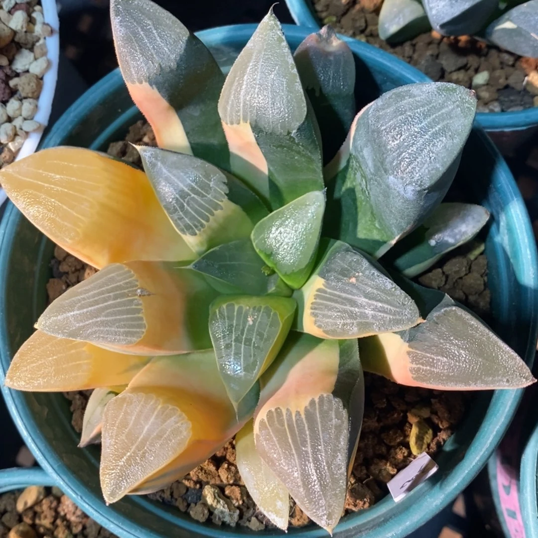 一颗实生大克锦。