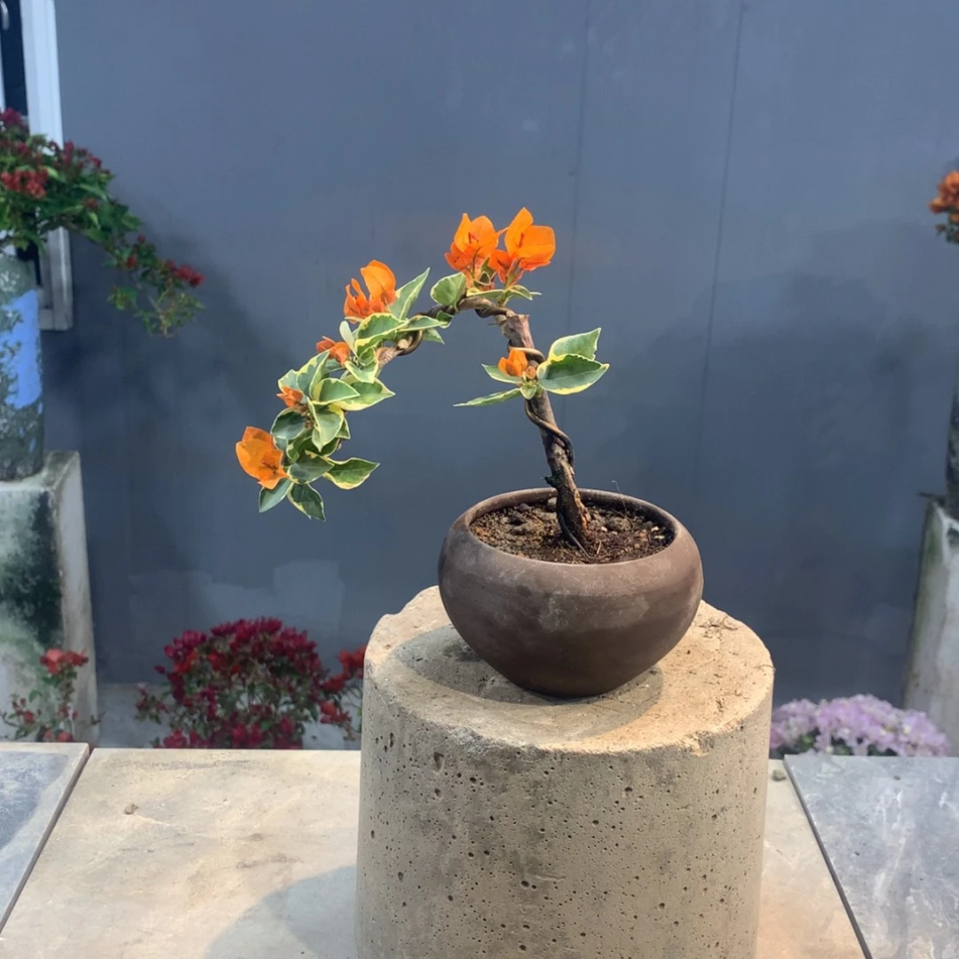 大量花朵（建议范围：8朵-15朵 或40%以上）