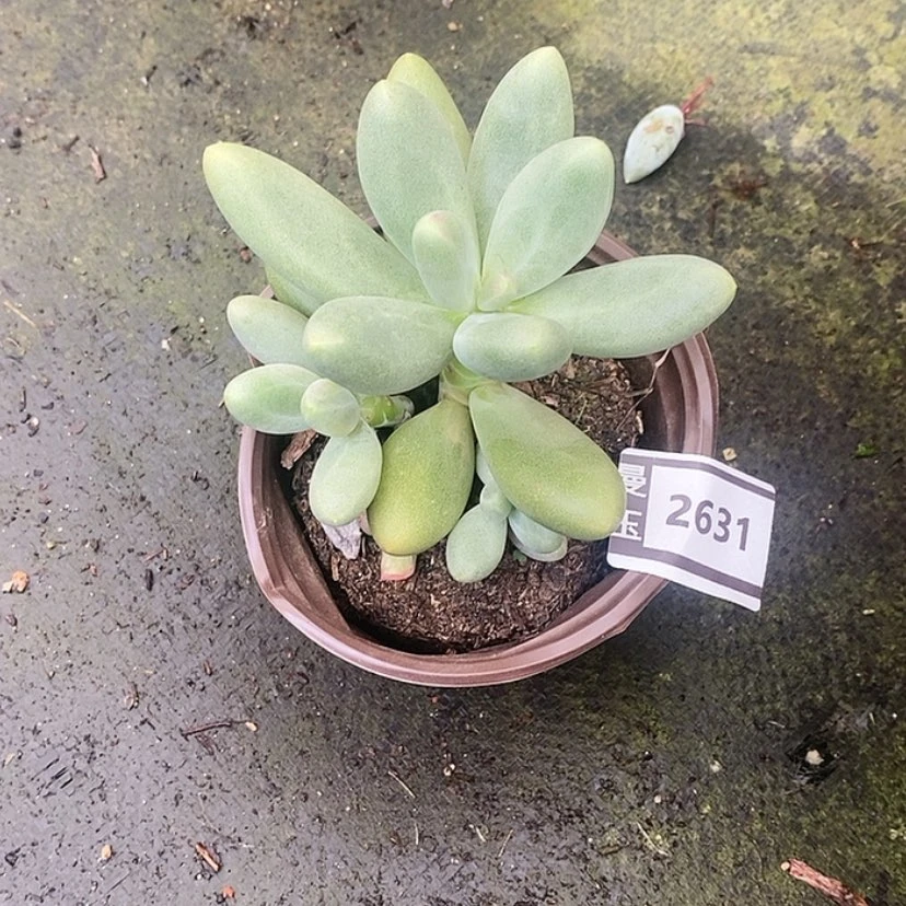 【闪购商品】糖果美人2631