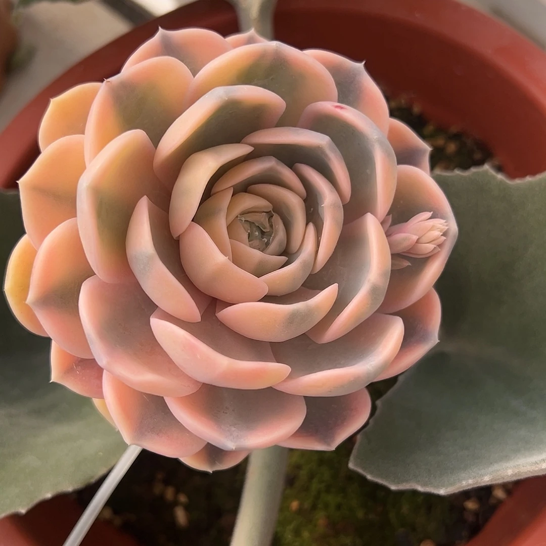 汉堡锦多肉植物锦