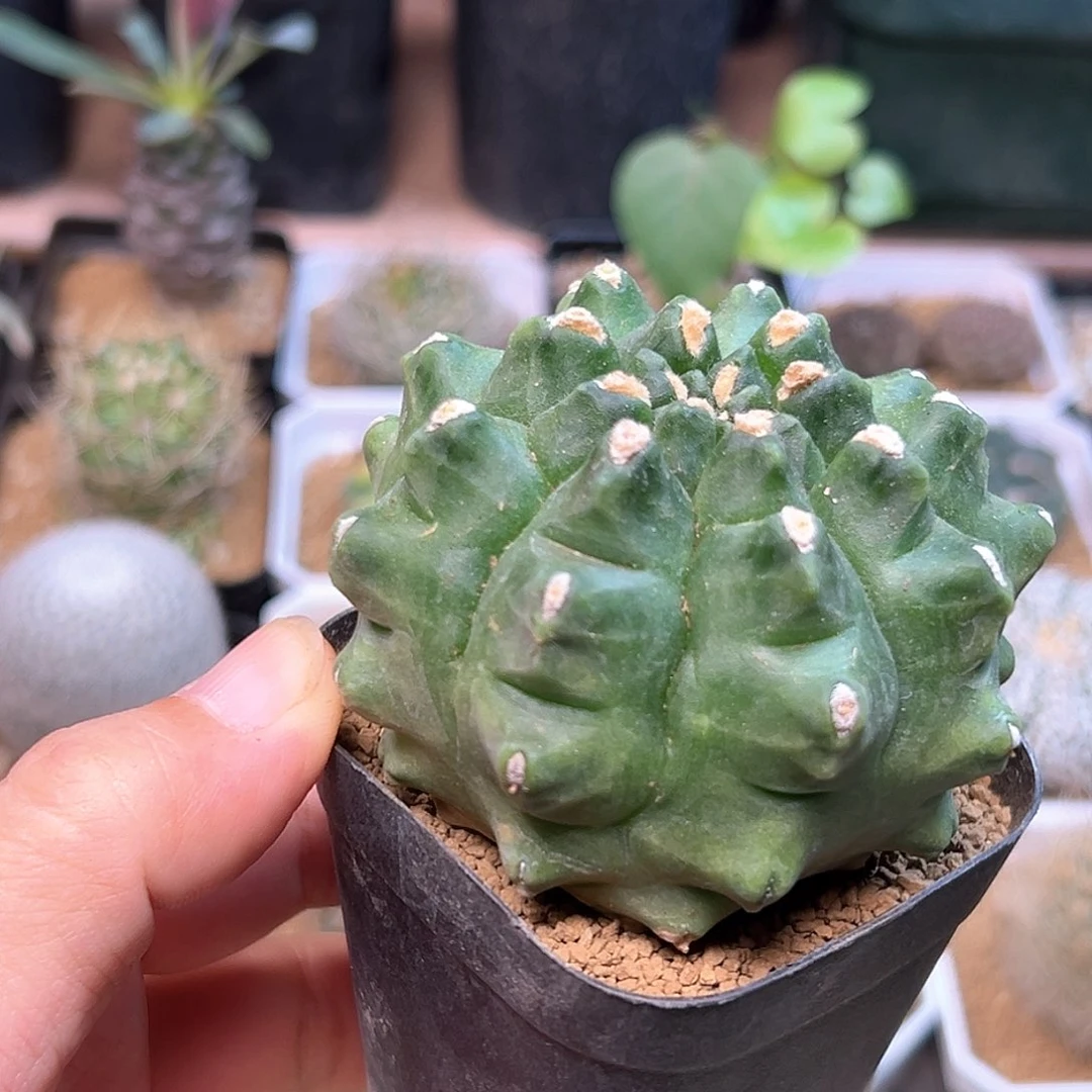 翠晃石母本一颗一颗