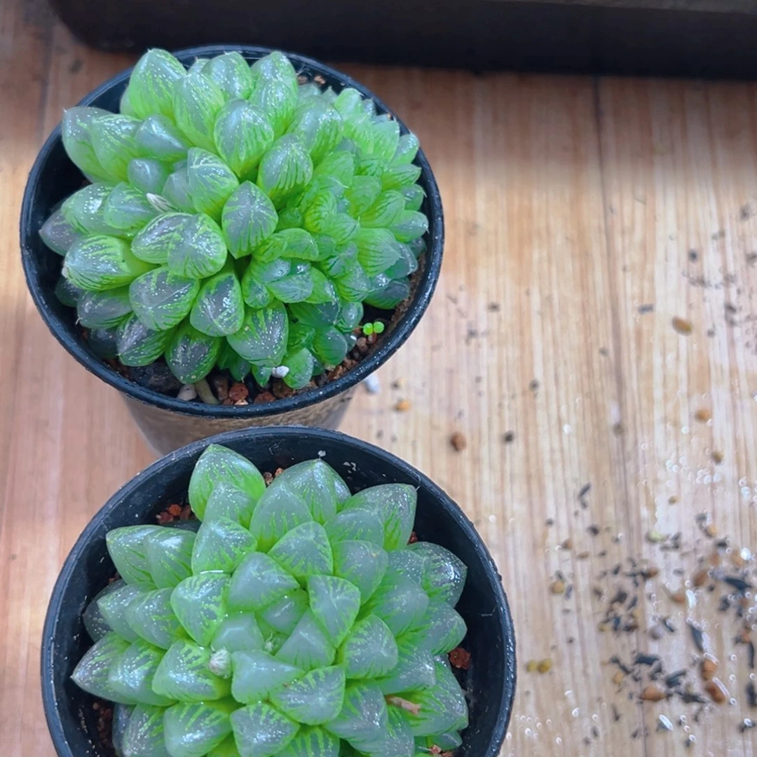 万象盆雪花玉露多肉一颗