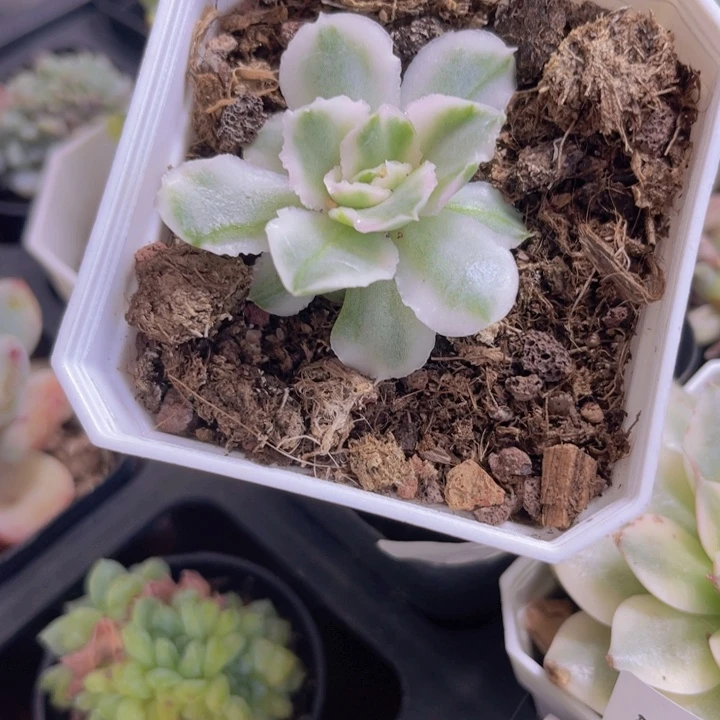 紫蝴蝶锦多肉植物401